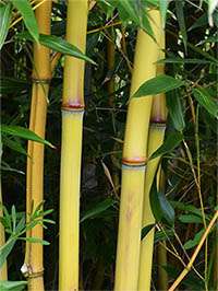 Bambus-Leverkusen: Detail vom Bambushalm der Sorte Phyllostachys aureosulcata Aureocaulis - Ort: Leverkusen Bambus-Leverkusen: Detail vom Bambushalm der Sorte Phyllostachys aureosulcata Aureocaulis - Ort: Leverkusen