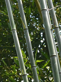 Bambus-Leverkusen: Phyllostachys aureosulcata alata - typische olivfrbung der Halme - Ort: Leverkusen