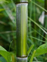 Bambus-Leverkusen: Detailansicht vom Bambushalm Phyllostachys aureosulcata harbin - Ort: Leverkusen