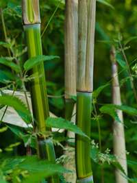Bambus-Leverkusen: Phyllostachys aureosulcata harbin - Ort: Leverkusen