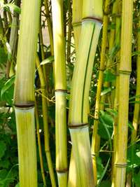 Bambus-Leverkusen: Phyllostachys aureosulcata Harbin Inversa - Ort: Leverkusen