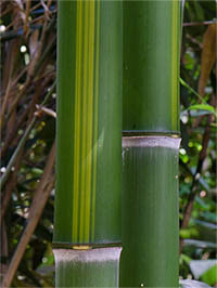 Bambus-Leverkusen Halmzeichnung von der Bambussorte Phyllostachys vivax huangwenzhu