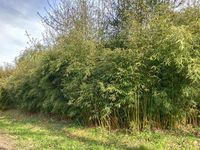 Bambus-Leverkusen: Fargesia robusta campbell - Hecke - Ort: Leverkusen