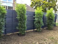 Bambus-Leverkusen: Fargesia robusta campbell - Neupflanzung - Ort: Leverkusen