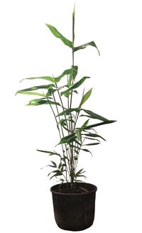 calathea blätter werden gelb Tipps zur Pflege deiner Pflanze : Calathea lancifolia – PflanzenFuerAlle