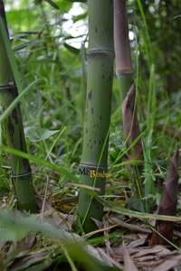 Bambus-Leverkusen: Halmaustrieb - schwarzer Bambus  Phyllostachys Nigra - Ort: Leverkusen