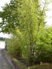 Bambus-Leverkusen: Bambushain von Phyllostachys Nigra Punctata - Ort: Leverkusen