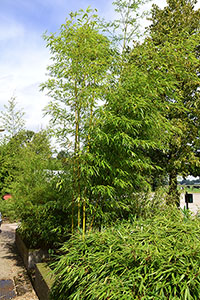 Bambus-Leverkusen: Halmaustrieb von Phyllostachys vivax aureocaulis - Ort: Leverkusen