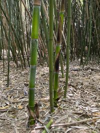 Bambus-Leverkusen: Halmaustrieb von Phyllostachys bambusoides  - Ort: Leverkusen