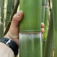 Bambus-Leverkusen: Frische Bambusstangen aus heimischem Anbau - nachhaltig & naturbelassen - Halmfarbe gr�n - Ort: Leverkusen
