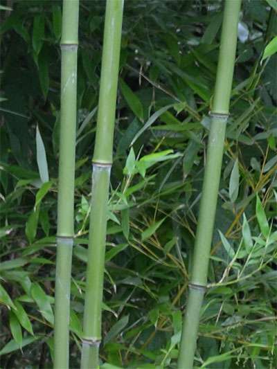 Bambus-Leverkusen: Halmansicht von Phyllostachys bissetii - Ort: Leverkusen