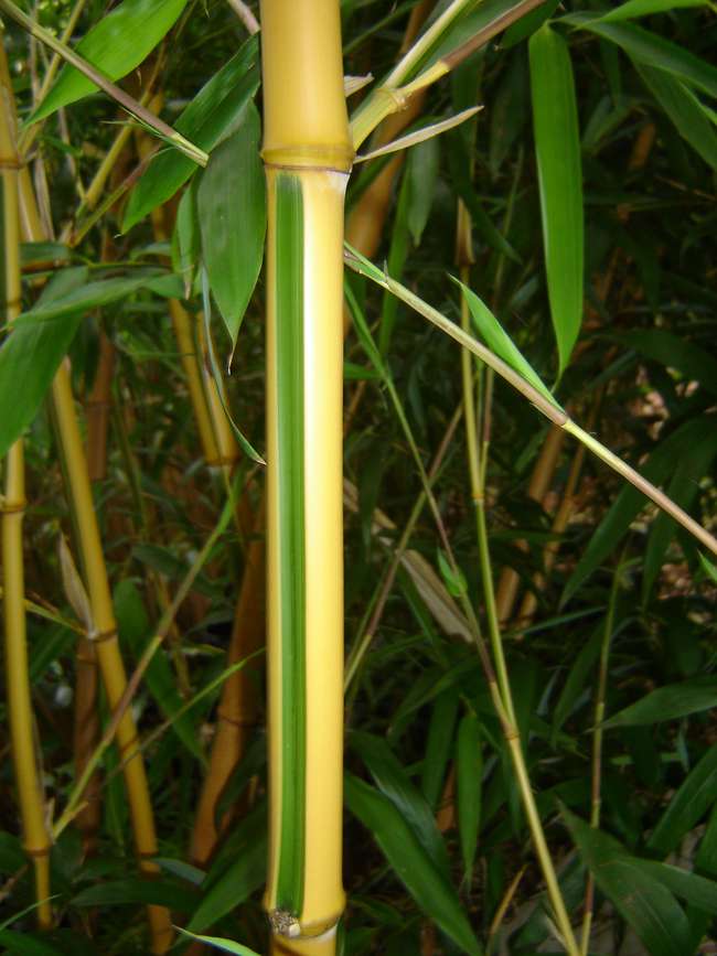 Bambus-Leverkusen: Phyllostachys bambusoides Castilloni - Detailansicht vom gelbem Halm mit gr�nem Sulcus - Ort: Leverkusen
