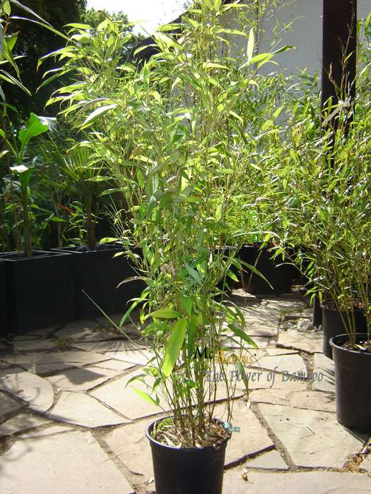 Bambus-Leverkusen: Phyllostachys Mannii H�he ca. 80 cm - Ort: Leverkusen