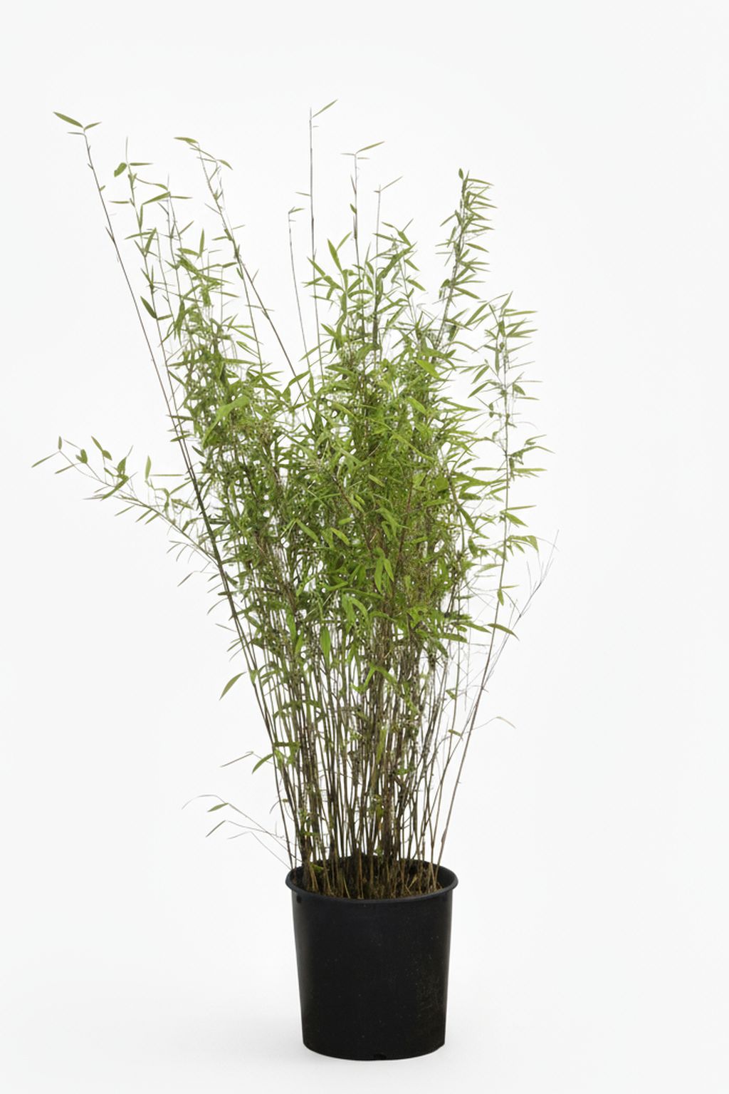 Bambus-Leverkusen: Bambus Fargesia Nitida - 15 Liter - 120 cm - Ort: Leverkusen