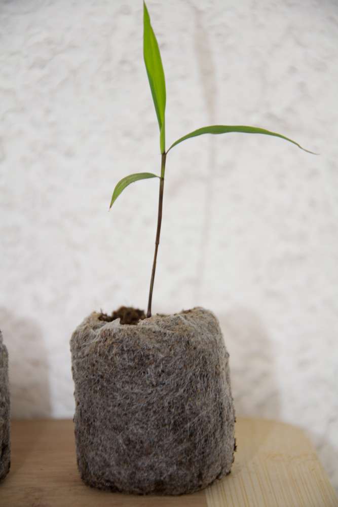 Bambus-Leverkusen: Phyllostachys pubescens Moso - S�mling - Ort: Leverkusen