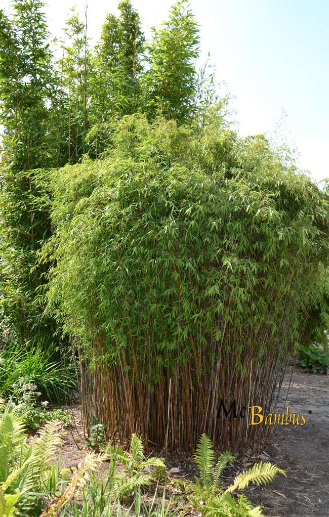Bambus-Leverkusen: Fargesia jiuzhaigou Hain - Jade Bambus - Ort: Leverkusen