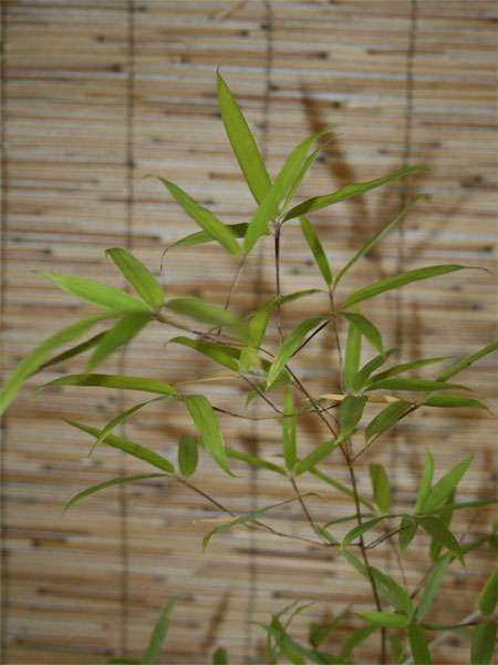 Bambus-Leverkusen: Phyllostachys decora - Ort: Leverkusen