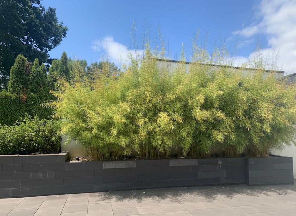 Bambus-Leverkusen: Fargesia robusta campbell - Hecke - Ort: Leverkusen
