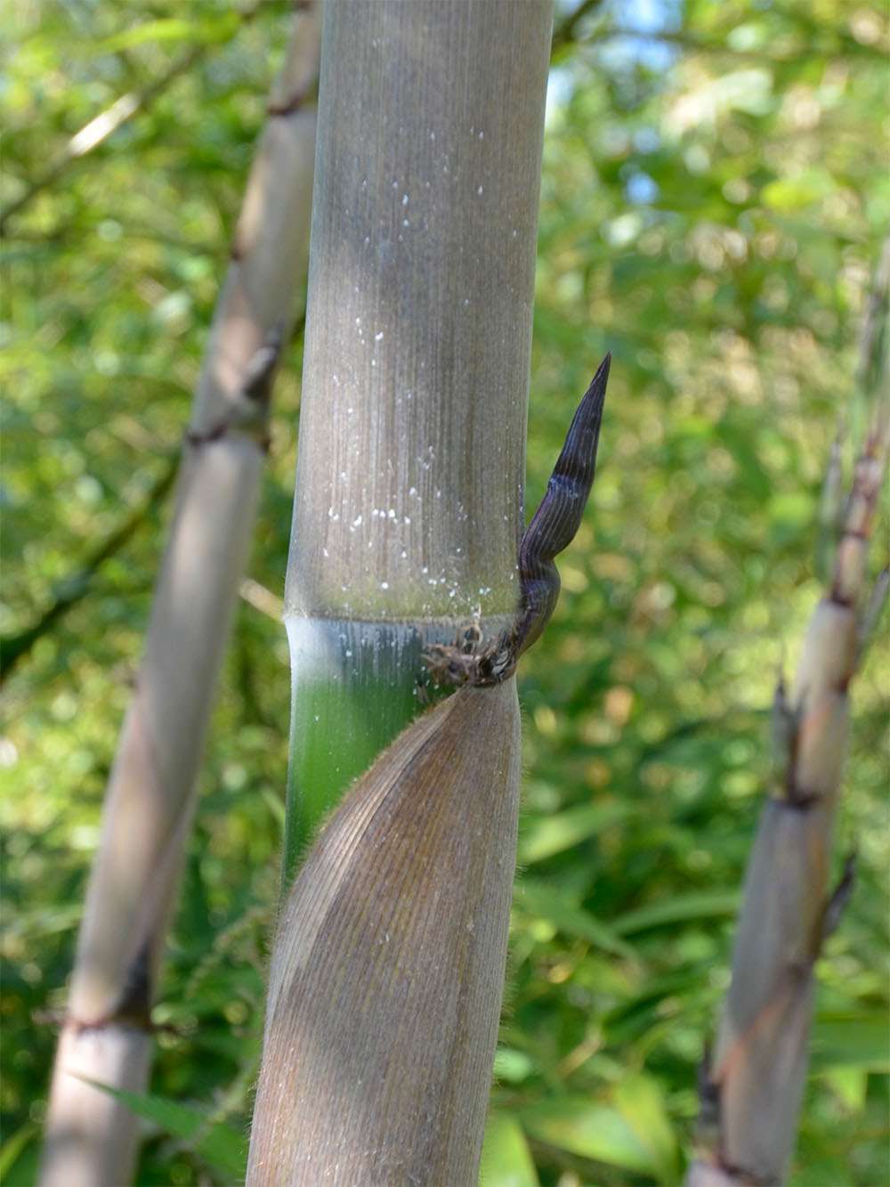 Bambus-Leverkusen: Halmaustrieb von Phyllostachys Nigra Henonis - Ort: Leverkusen