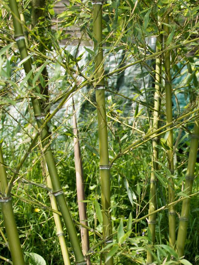 Bambus-Leverkusen: Halmdetailansicht von Phyllostachys parvifolia mit dem charakteristische Halmreif unterhalb der Nodie - Ort: Leverkusen