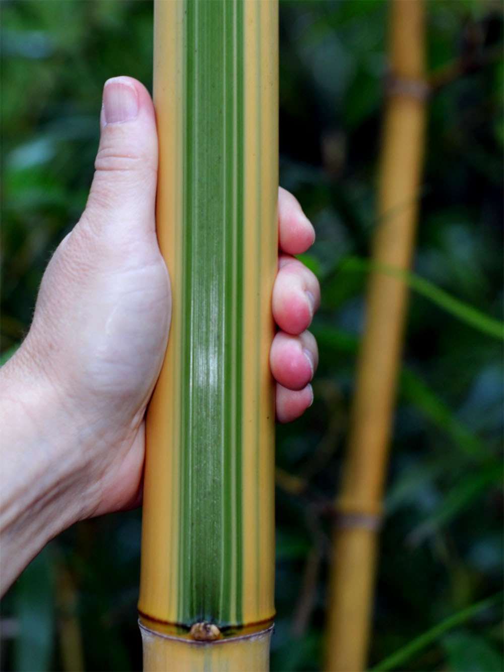 Bambus-Leverkusen: Halmdetail von Phyllostachys vivax Huangwenzhu Inversa - Ort: Leverkusen
