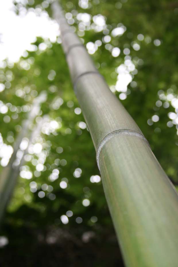 Bambus-Leverkusen: Phyllostachys vivax Mc-Clure - Ort: Leverkusen