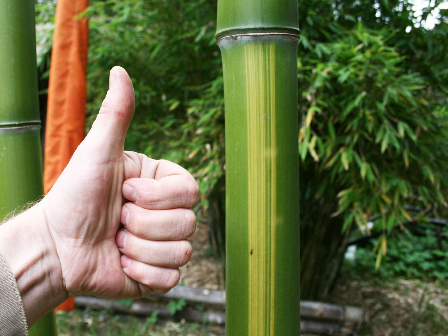 Bambus-Leverkusen: Mc-Bambus Bambus D�nger - 3 Kg - Ort: Leverkusen