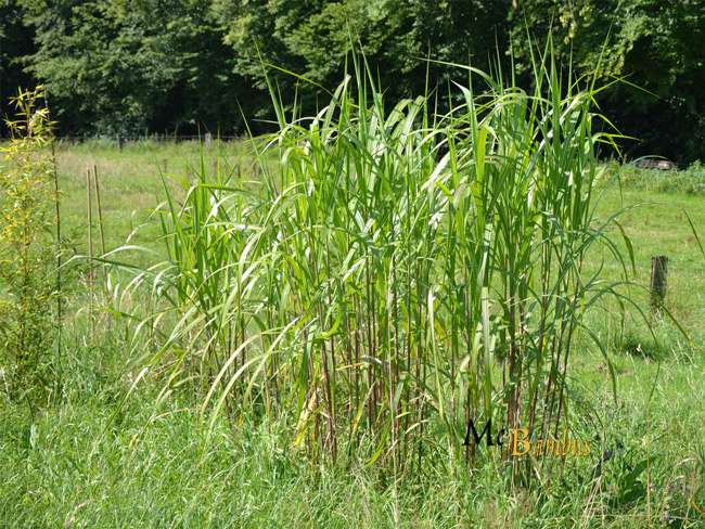 Bambus-Leverkusen: Miscanthus Riesen Chinaschilf - 2-j�hrig - Ort: Leverkusen