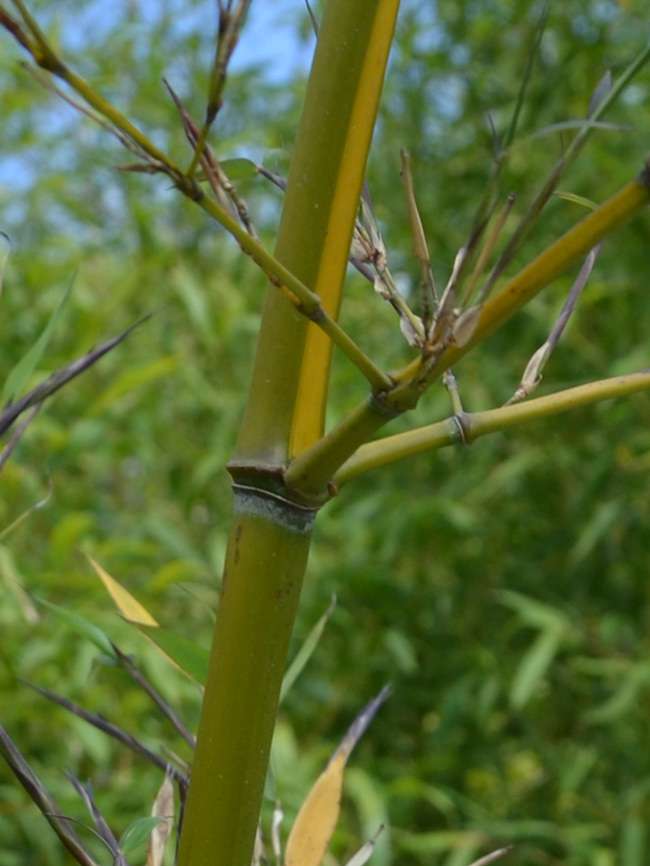 Bambus-Leverkusen: Halmanischt vom Bambus Phyllostachys arcana Luteosulcata - Ort: Leverkusen