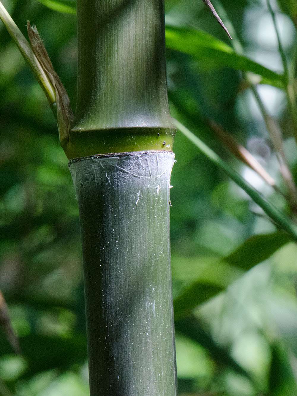 Bambus-Leverkusen: Phyllostachys atrovaginata - Detailansicht Halm nach dem Austrieb - Ort: Leverkusen