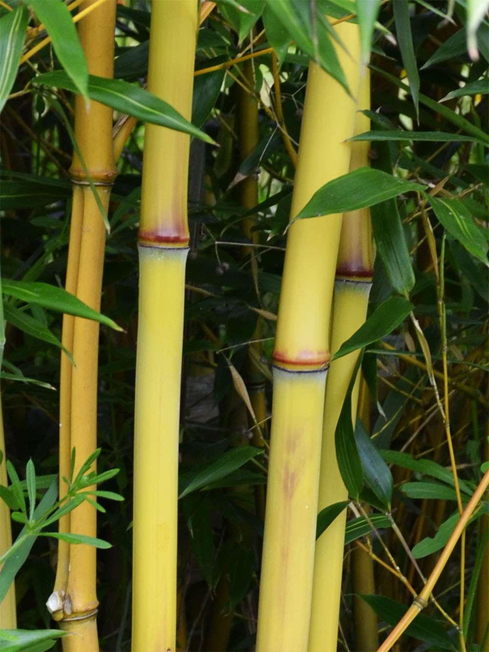 Bambus-Leverkusen: Detail vom Bambushalm der Sorte Phyllostachys aureosulcata Aureocaulis - Ort: Leverkusen