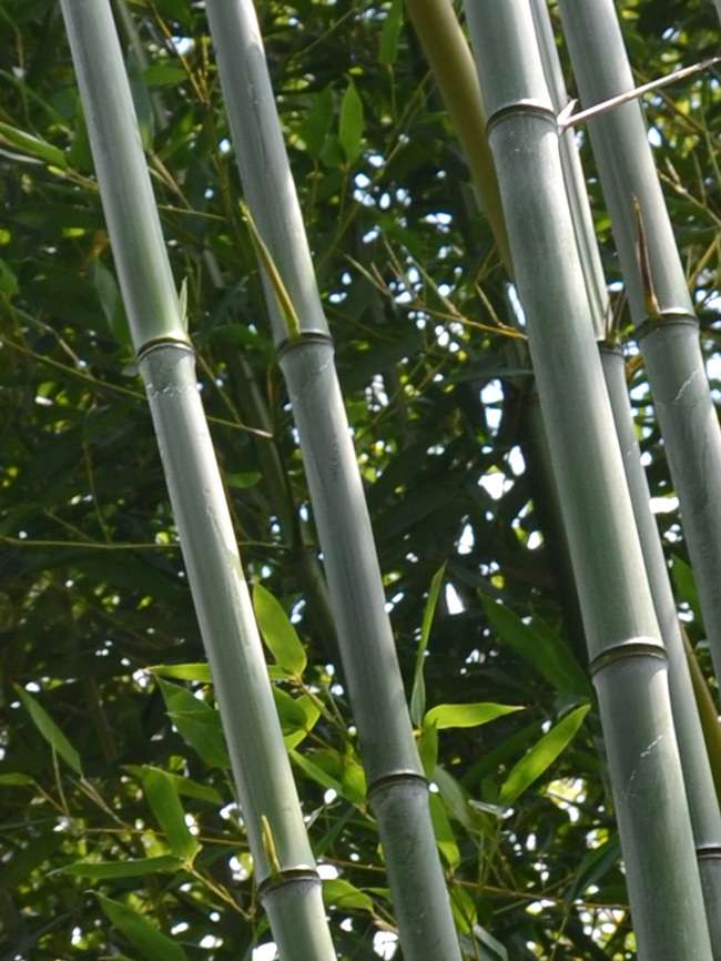 Bambus-Leverkusen: Phyllostachys aureosulcata alata - typische olivf�rbung der Halme - Ort: Leverkusen