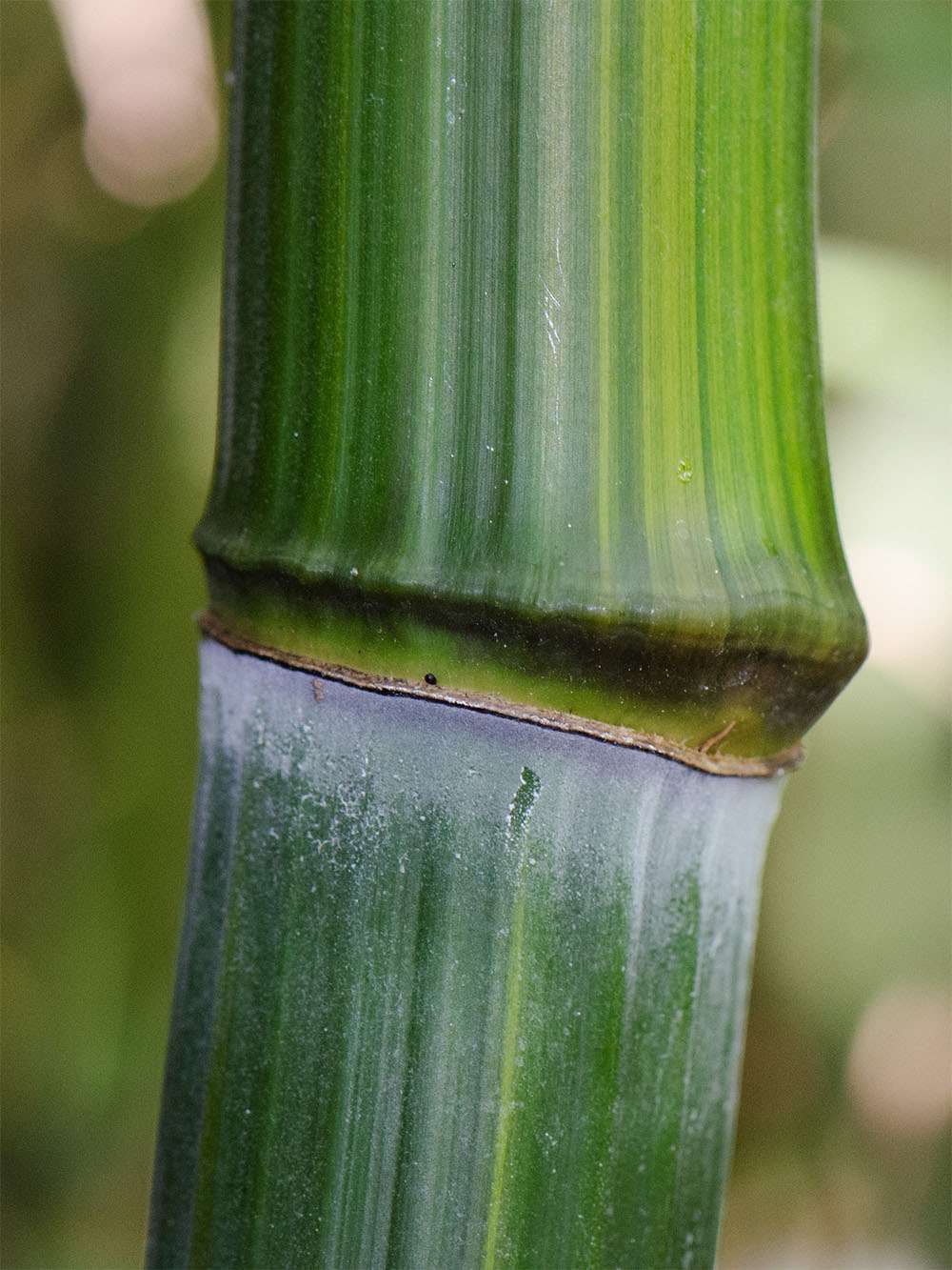 Bambus-Leverkusen: Detailansicht vom Bambushalm Phyllostachys aureosulcata harbin - Ort: Leverkusen