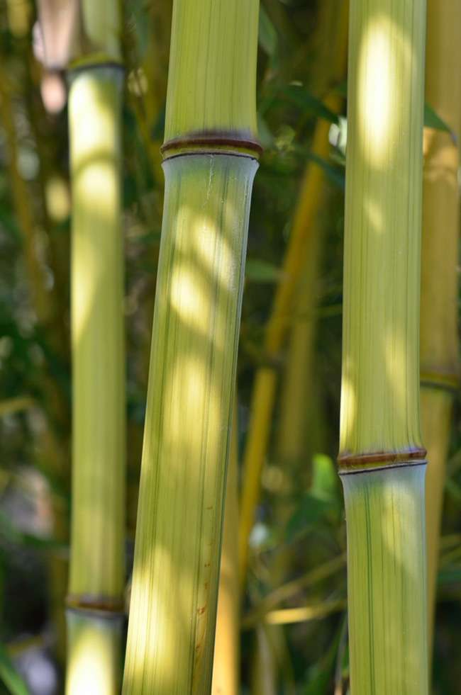 Bambus-Leverkusen: Detailansicht vom Bambushalm Phyllostachys aureosulcata harbin inversa - Ort: Leverkusen