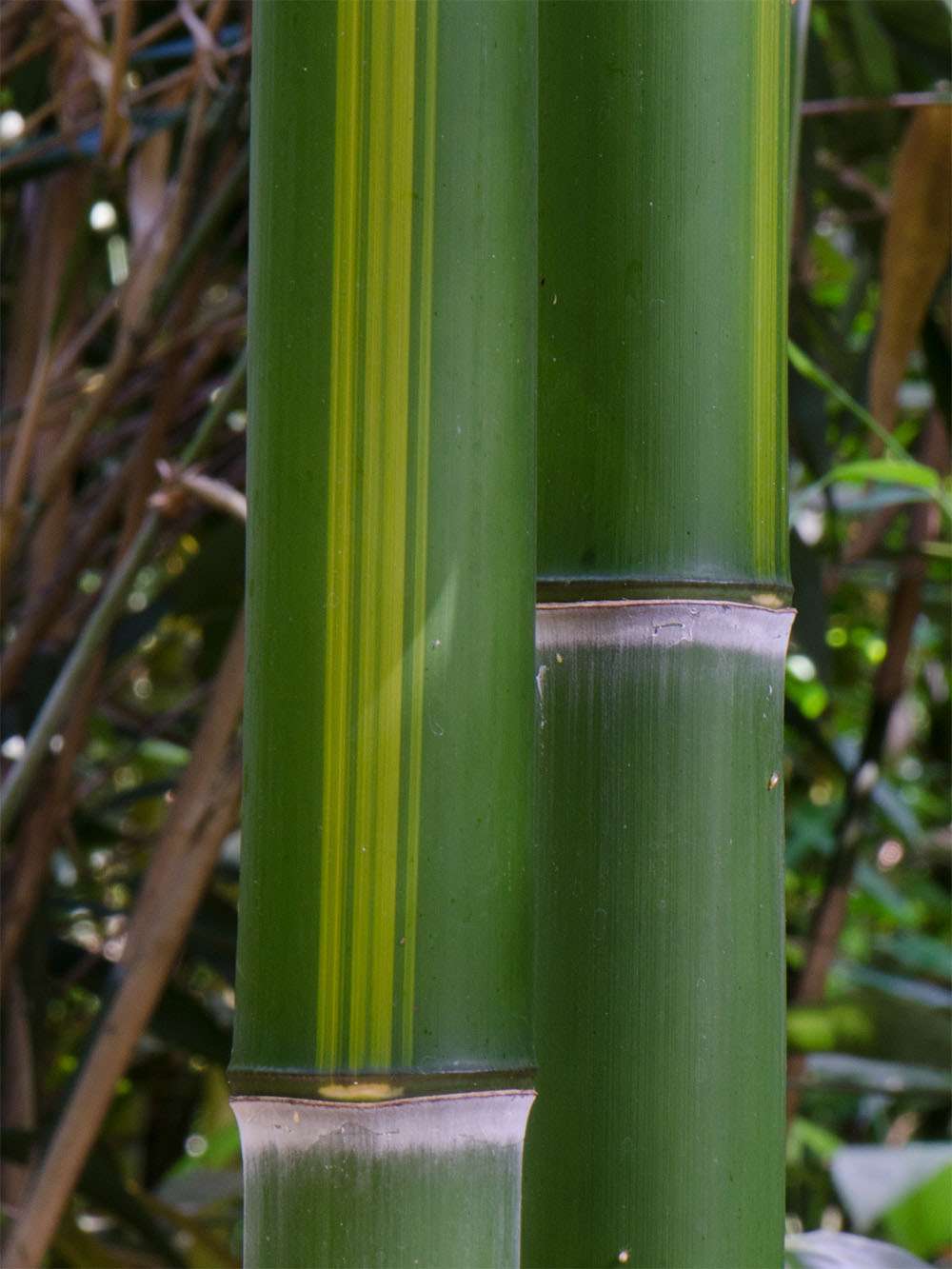 Bambus-Leverkusen: Halmzeichnung von der Bambussorte Phyllostachys vivax huangwenzhu - Ort: Leverkusen