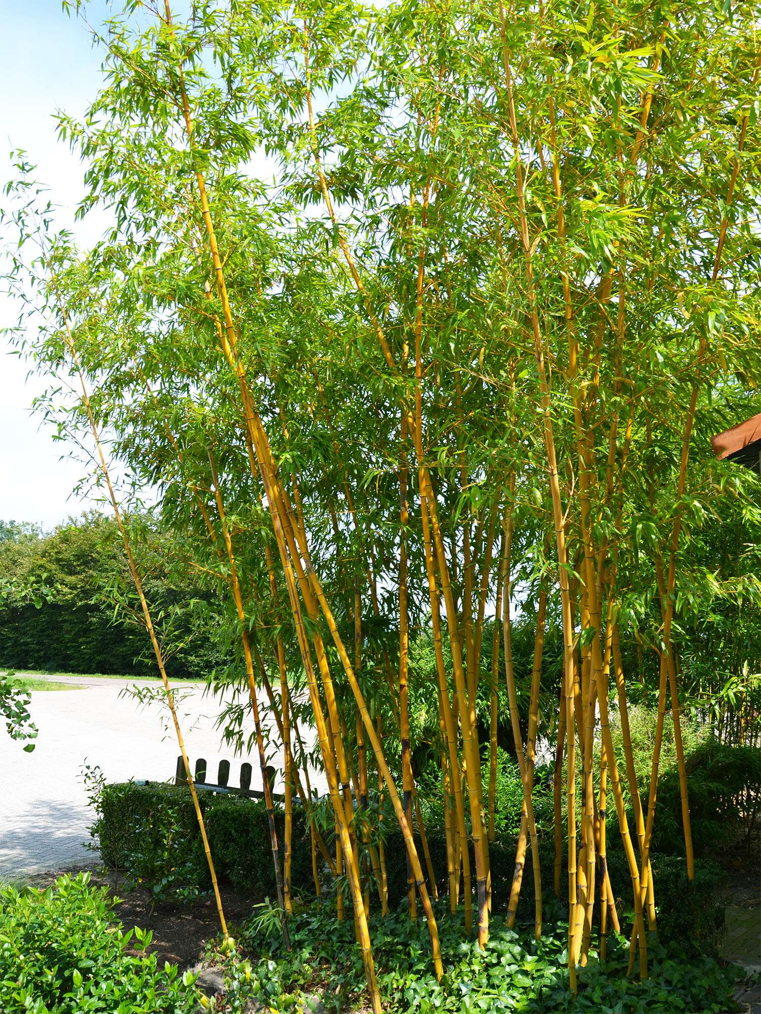Bambus-Leverkusen: Aufnahme von Phyllostachys vivax aureocaulis - Ort: Leverkusen