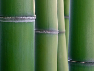 Bambus-Leverkusen Phyllostachys