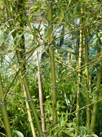 Bambus-Leverkusen: Halmdetailansicht von Phyllostachys parvifolia mit dem charakteristische Halmreif unterhalb der Nodie - Ort: Leverkusen Bambus-Leverkusen: Halmdetailansicht von Phyllostachys parvifolia mit dem charakteristische Halmreif unterhalb der Nodie - Ort: Leverkusen