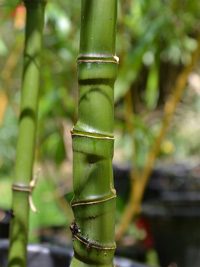 Bambus-Leverkusen: Halmansicht Phyllostachys aurea mit den typischen Knoten - Ort: Leverkusen Bambus-Leverkusen: Halmansicht Phyllostachys aurea mit den typischen Knoten - Ort: Leverkusen